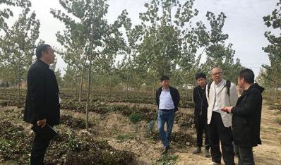 南林大专家到白马湖调研新品新法杨树项目